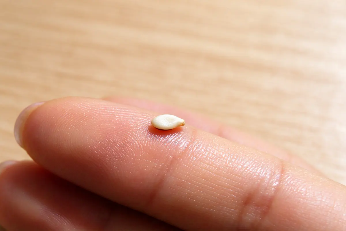One pale sesame seed on a dark slate board, photographed close up in soft daylight.